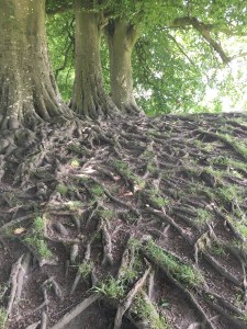 communing with roots